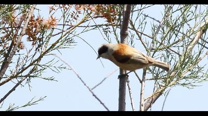 Eurasian Penduline Tit