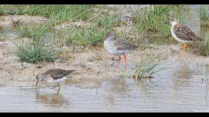 Common Redshank