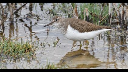 Common Sandpiper