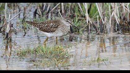 Wood Sandpiper