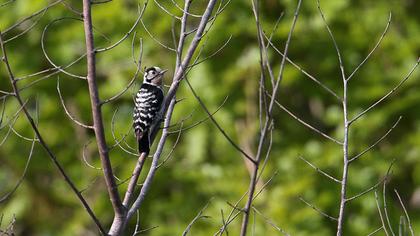 Lesser Spotted Woodpecker