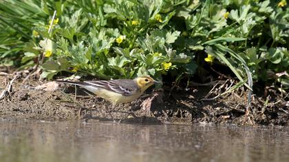 Citrine Wagtail