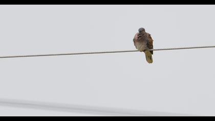European Turtle Dove