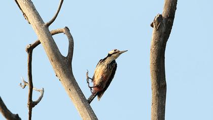 White-backed Woodpecker