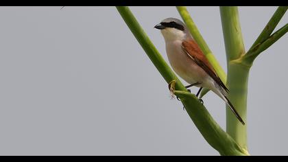 Red-backed Shrike