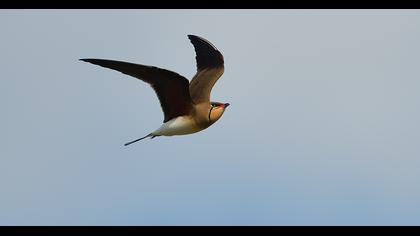 Collared Pratincole