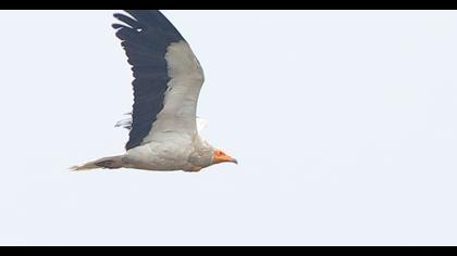 Egyptian Vulture