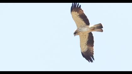 Booted Eagle
