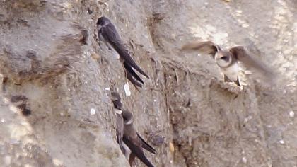 Sand Martin