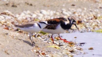 Kentish Plover