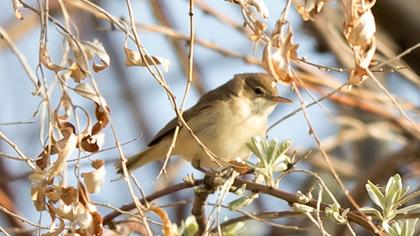 Marsh Warbler