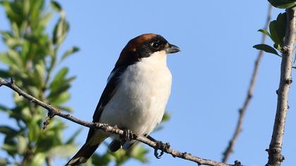 Kızılbaşlı örümcekkuşu
