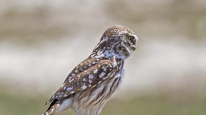Little Owl