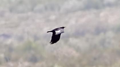 Alpine Chough