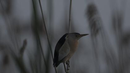 Little Bittern