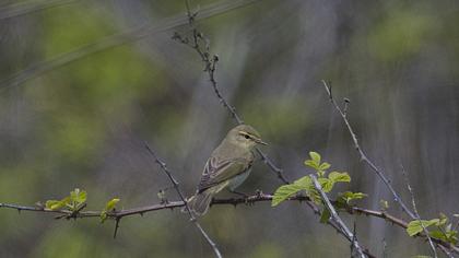 Willow Warbler