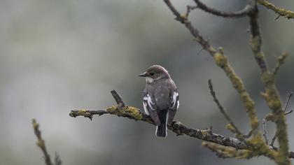 Semicollared Flycatcher