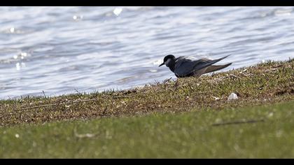 Whiskered Tern