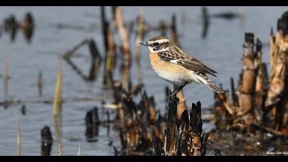 Whinchat