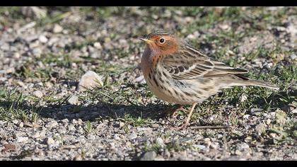 Kızılgerdanlı incirkuşu