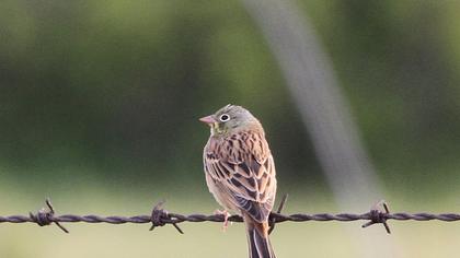 Ortolan Bunting