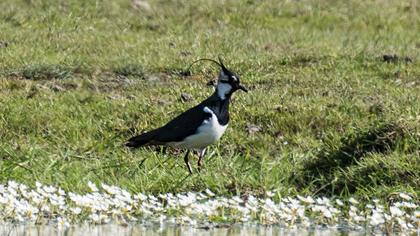 Northern Lapwing