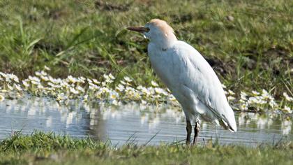 Sığır balıkçılı