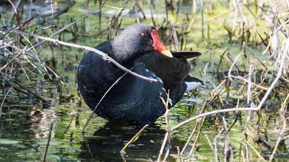Common Moorhen