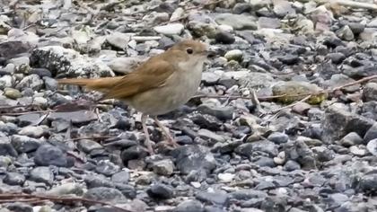 Thrush Nightingale