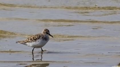 Little Stint