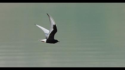 White-winged Tern