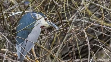 Black-crowned Night Heron