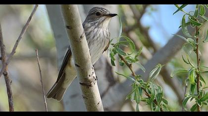Spotted Flycatcher