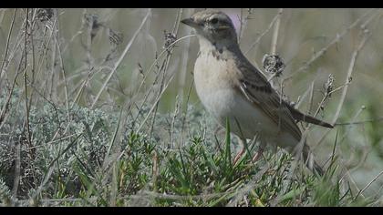 Greater Short-toed Lark