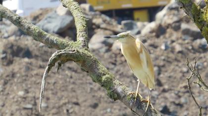 Squacco Heron