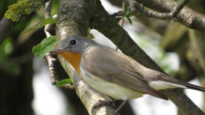 Red-breasted Flycatcher