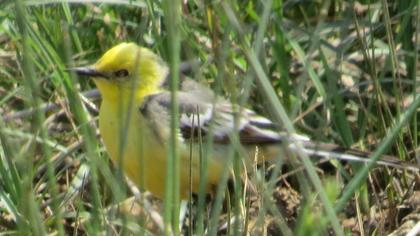 Citrine Wagtail
