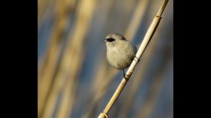 Eurasian Penduline Tit