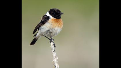 Siberian Stonechat