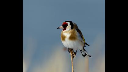 European Goldfinch