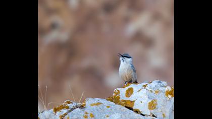 Western Rock Nuthatch