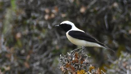 Black-eared Wheatear