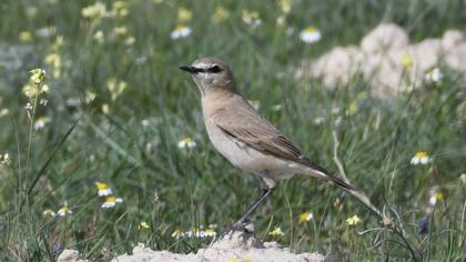 Isabelline Wheatear
