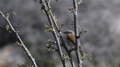 Red-backed Shrike