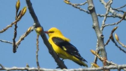 Eurasian Golden Oriole