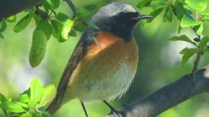 Common Redstart
