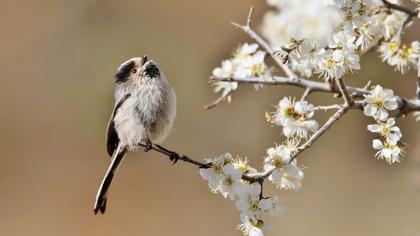 Long-tailed Tit
