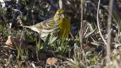 European Serin