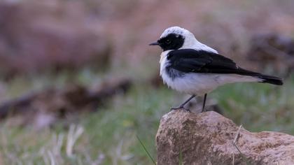 Black-eared Wheatear