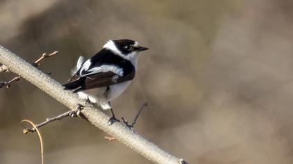 Collared Flycatcher